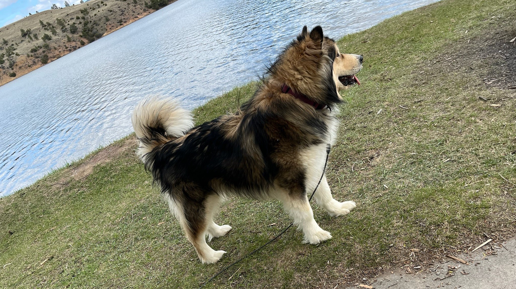 Montana Alaskan Malamutes Helena for sale Arkyn, puppies for sale family dogs.